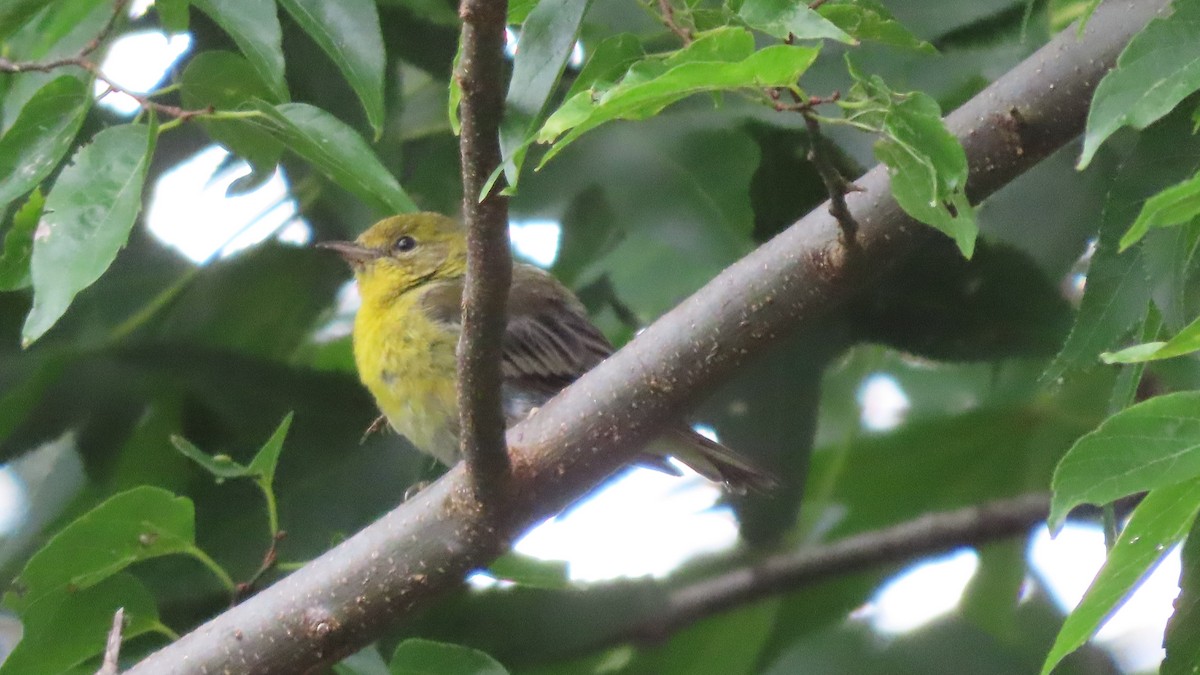 Pine Warbler - ML639826728