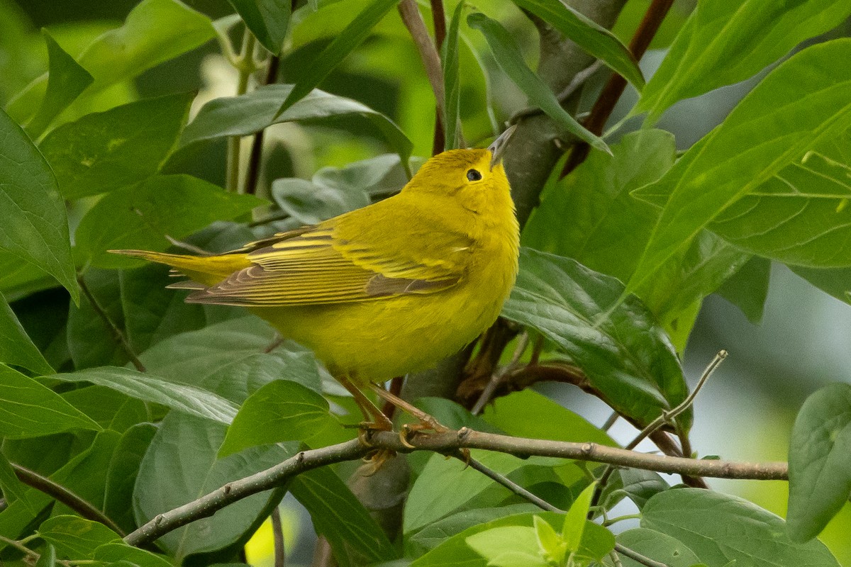 Yellow Warbler - ML639826775