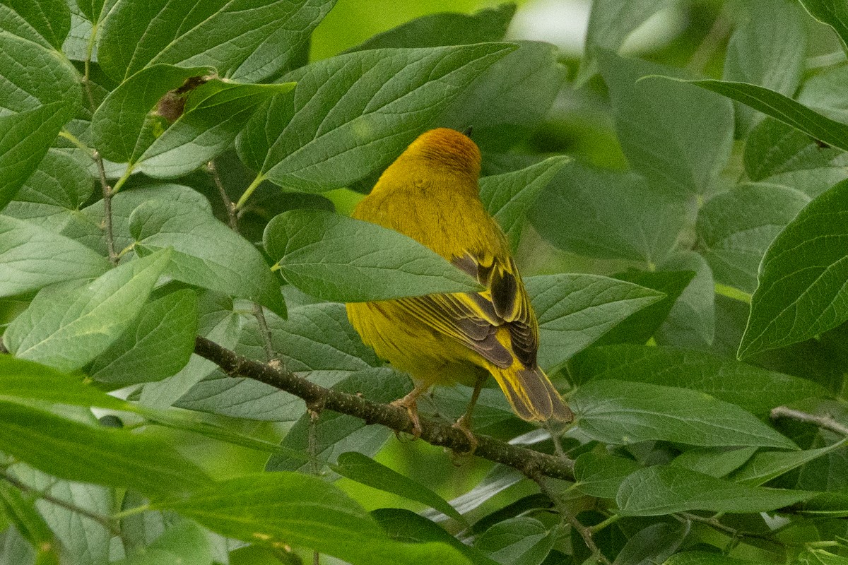 Yellow Warbler - ML639826776