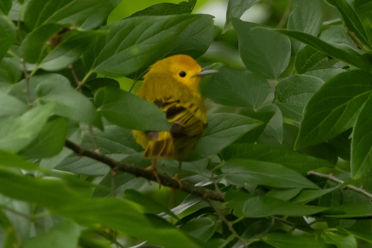 Yellow Warbler - ML639826777