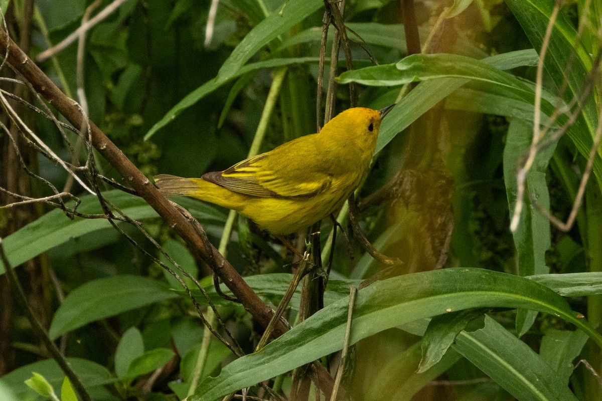 Yellow Warbler - ML639826778
