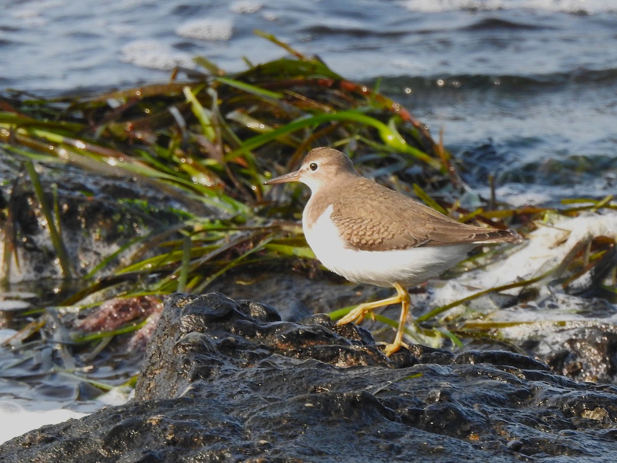 Spotted Sandpiper - ML639826780
