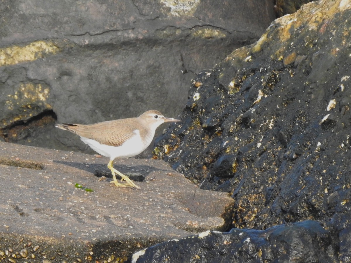 Spotted Sandpiper - ML639826781