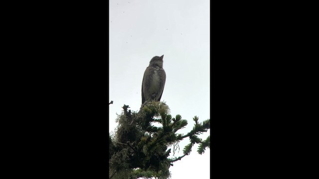 Olive-sided Flycatcher - ML639826816