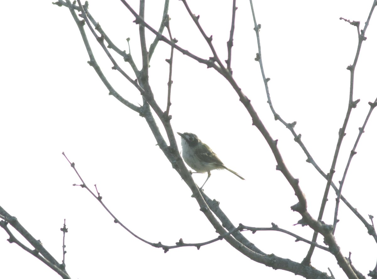 Black-capped Vireo - ML639826819