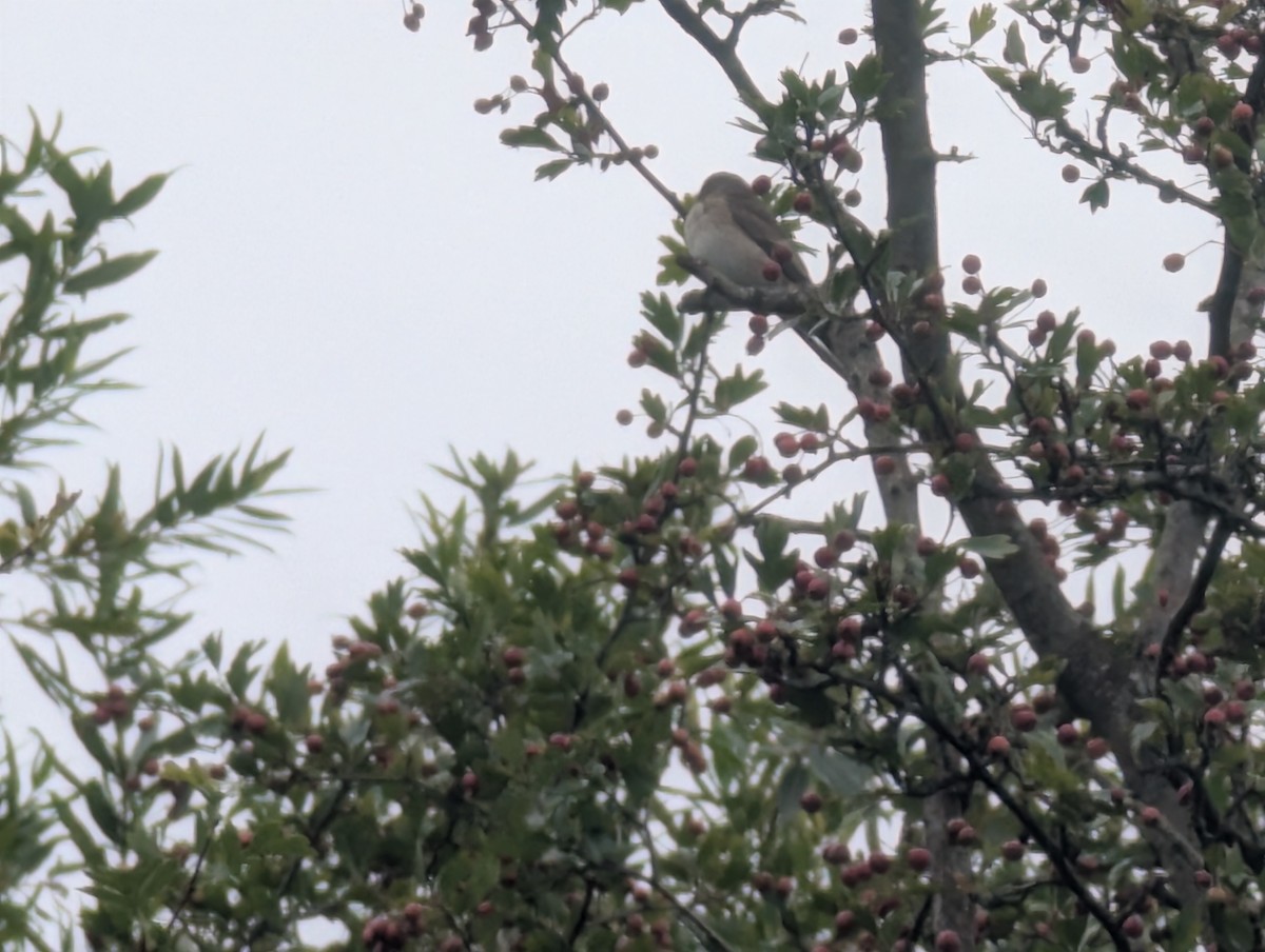 Бөртөт намнаахай - ML639826838