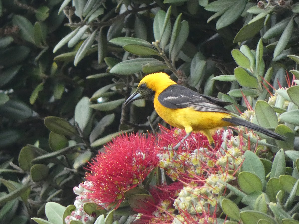 Hooded Oriole - ML639826871