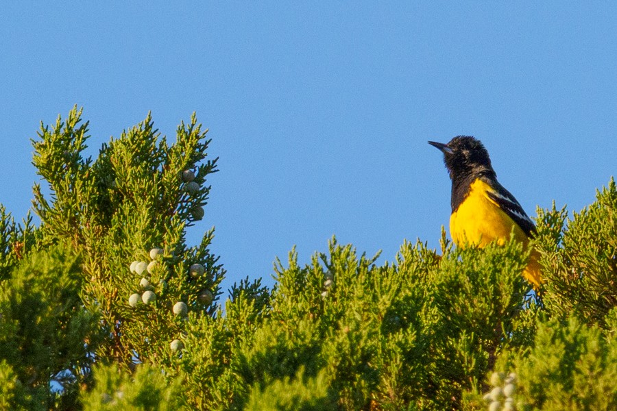 Scott's Oriole - ML639826920