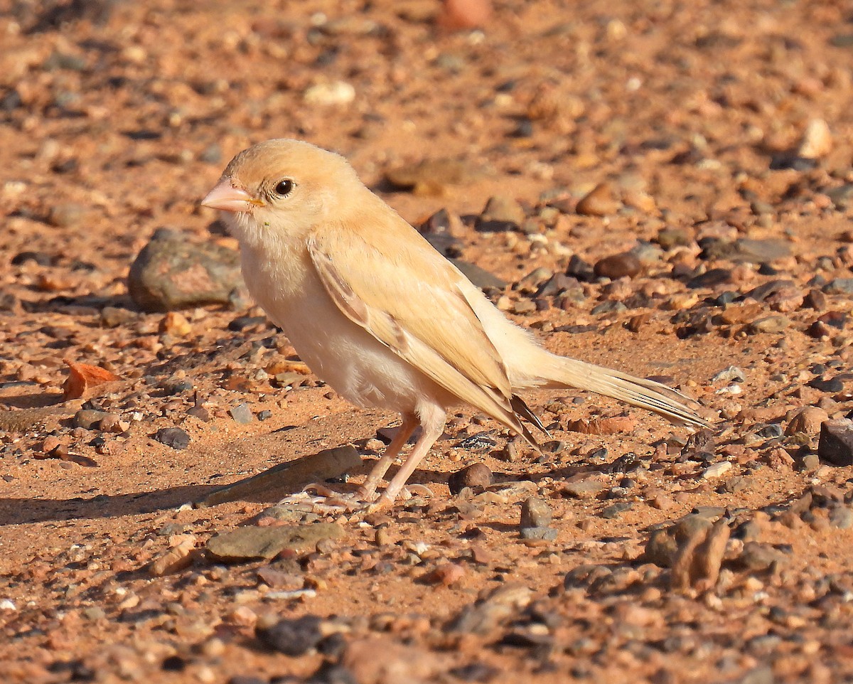 Desert Sparrow - ML639826936
