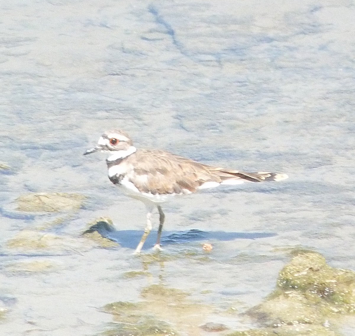 kulík rezavoocasý - ML639826988