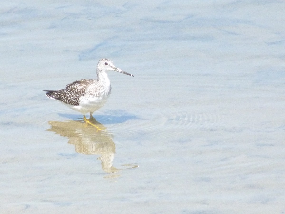 vodouš velký - ML639826998