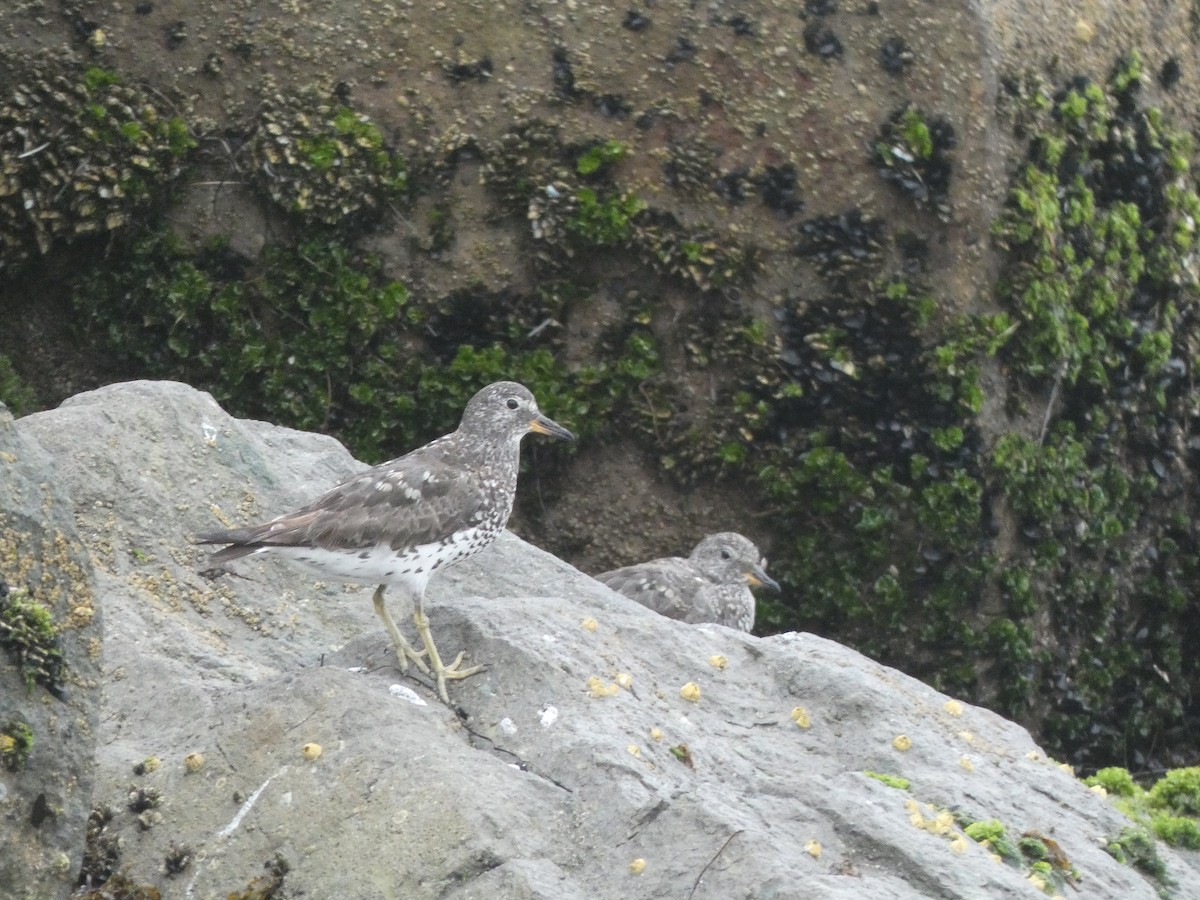 Surfbird - ML639827039