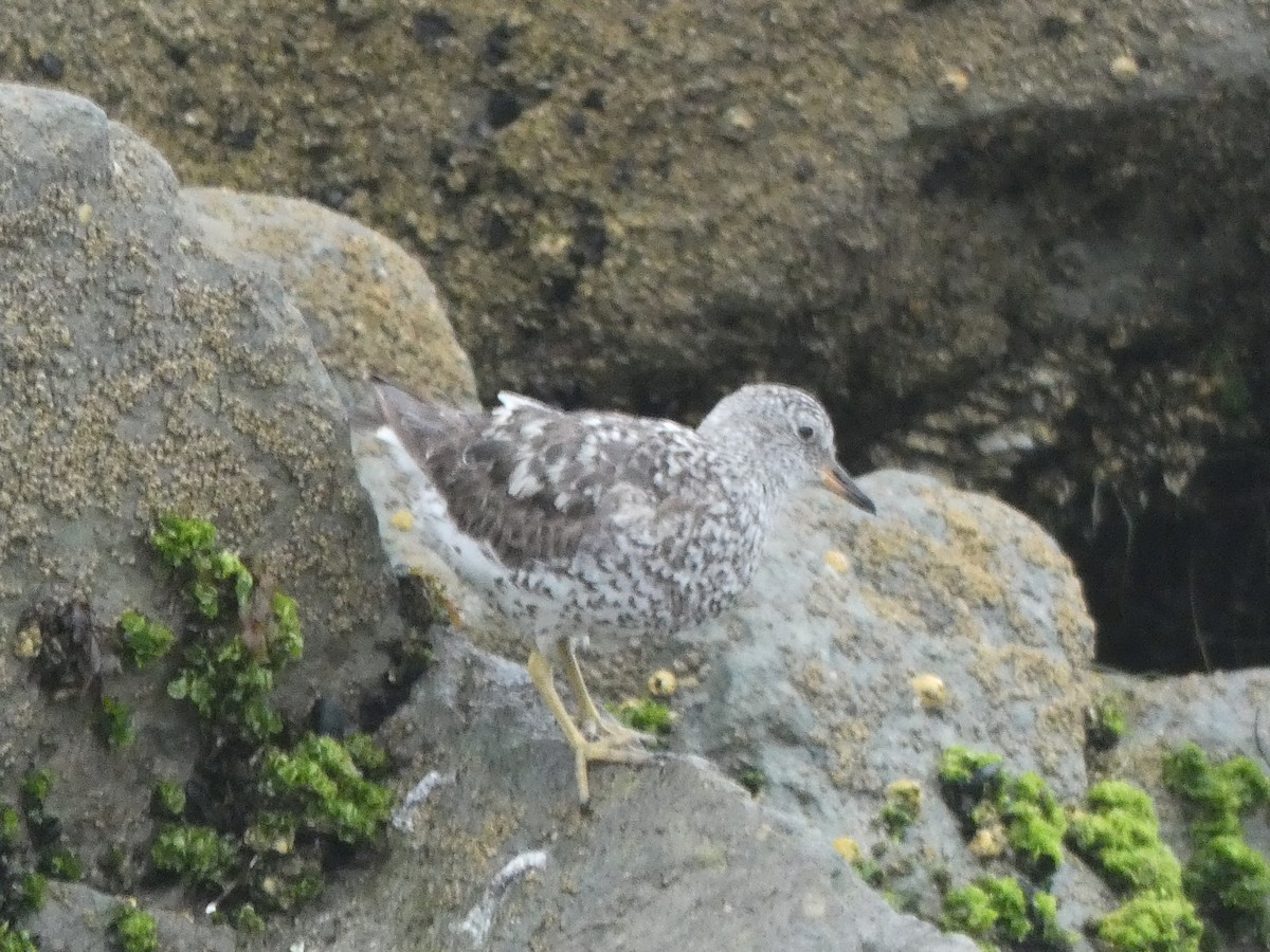 Surfbird - ML639827040