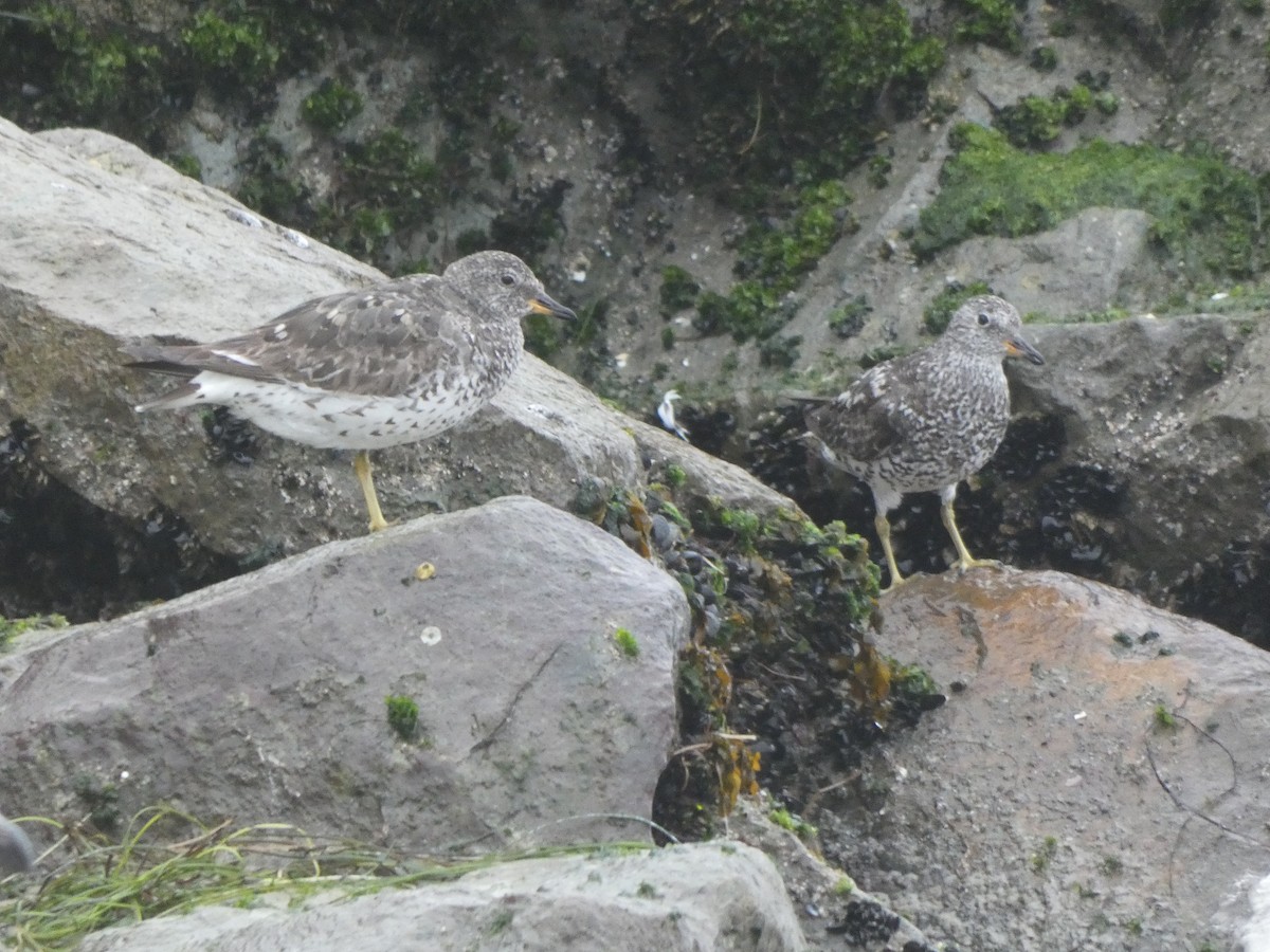 Surfbird - ML639827042