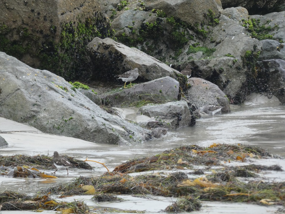 Surfbird - ML639827043