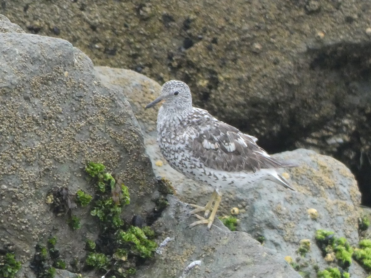 Surfbird - ML639827044