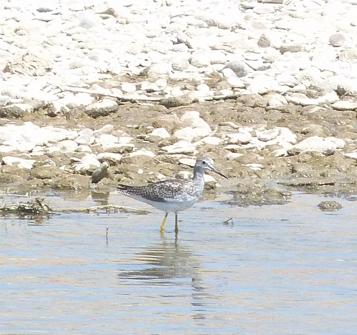 vodouš velký - ML639827049