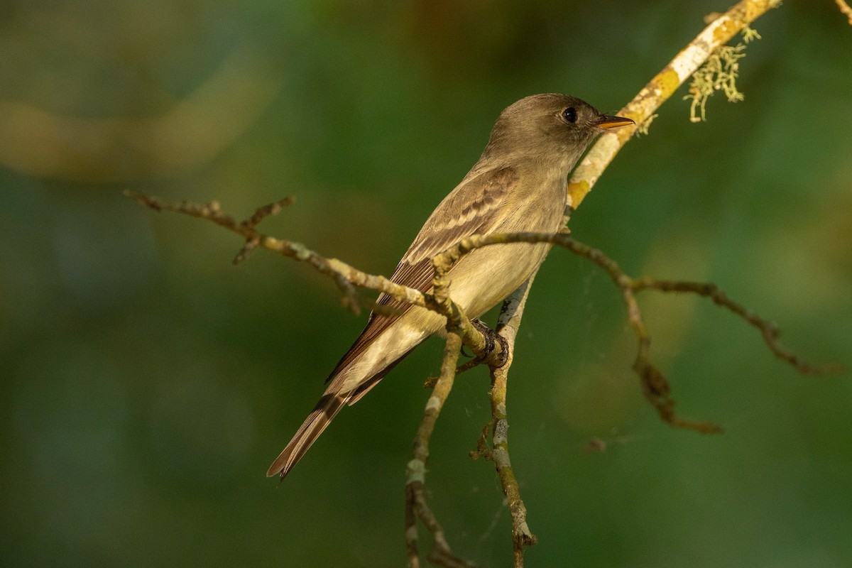 Eastern Wood-Pewee - ML639827076