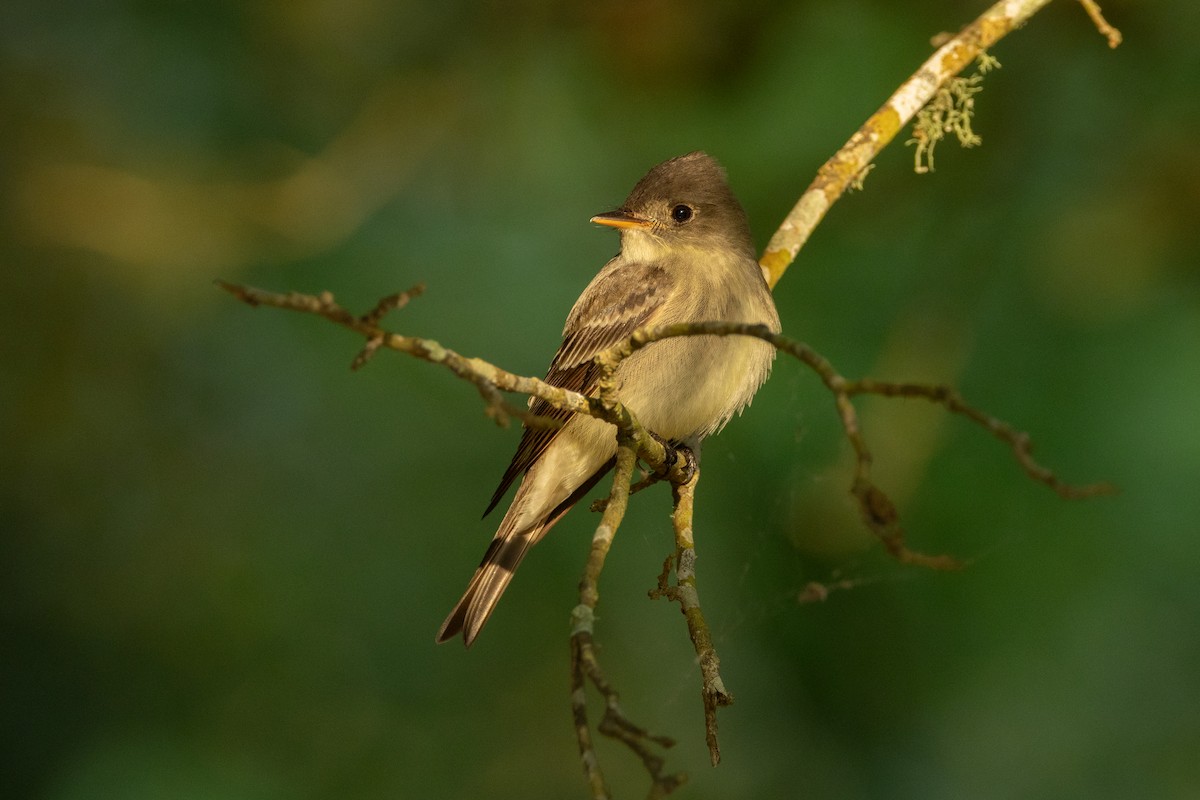 Eastern Wood-Pewee - ML639827086