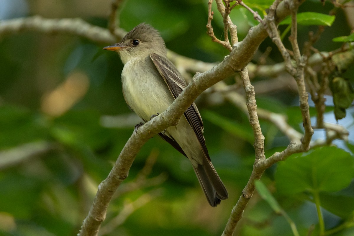 Eastern Wood-Pewee - ML639827087