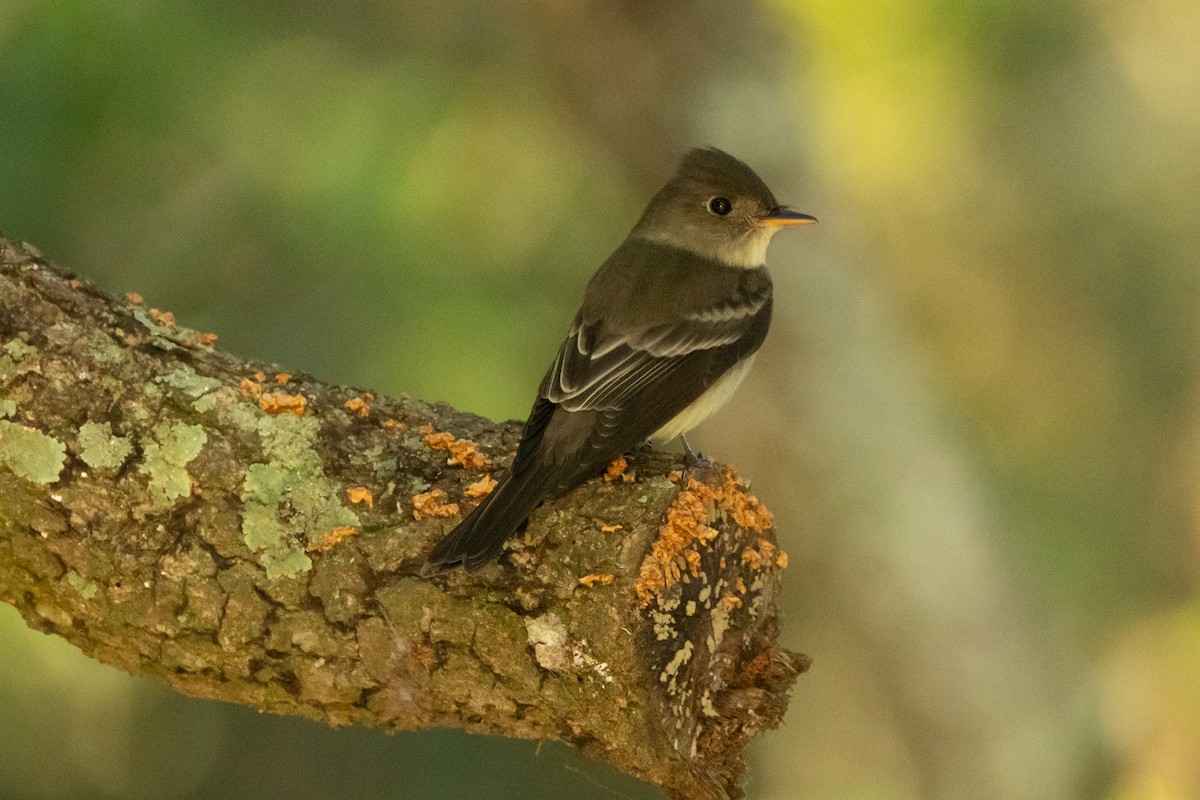 Eastern Wood-Pewee - ML639827089