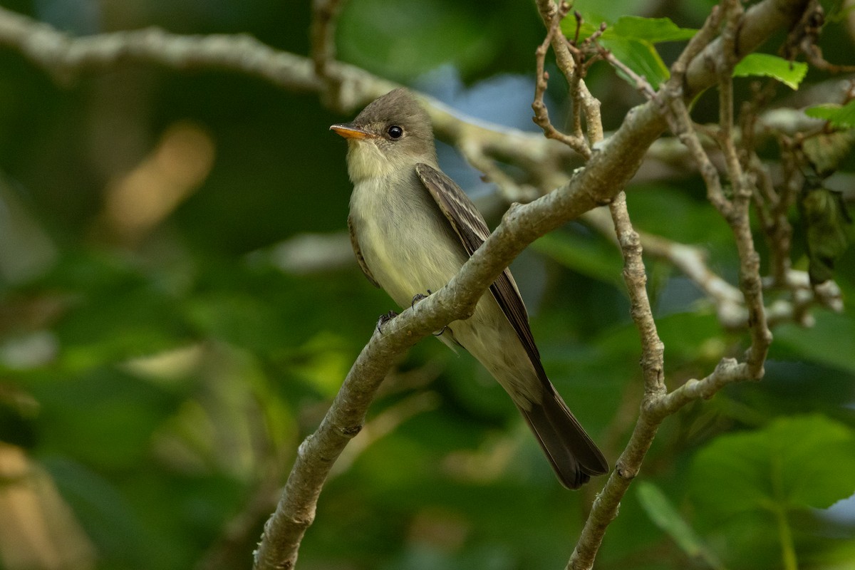 Eastern Wood-Pewee - ML639827090
