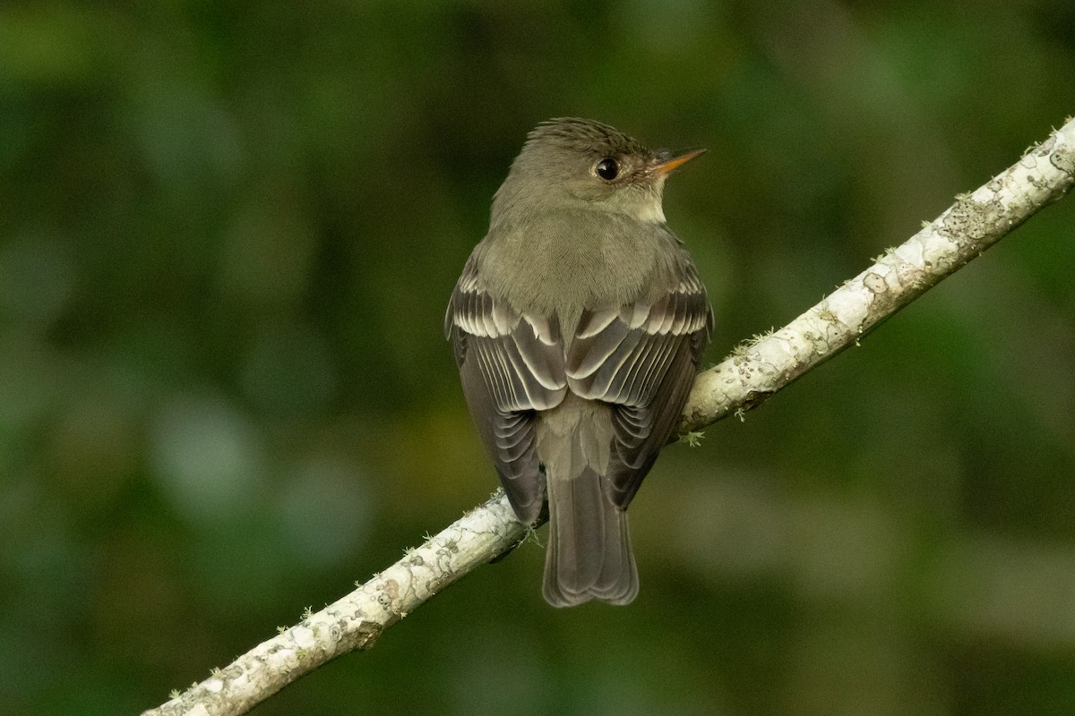 Eastern Wood-Pewee - ML639827091