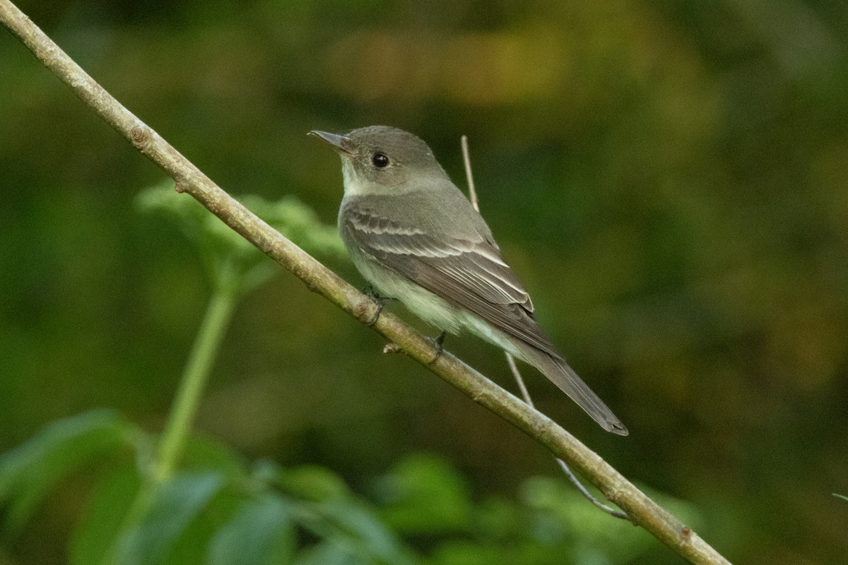 Eastern Wood-Pewee - ML639827092