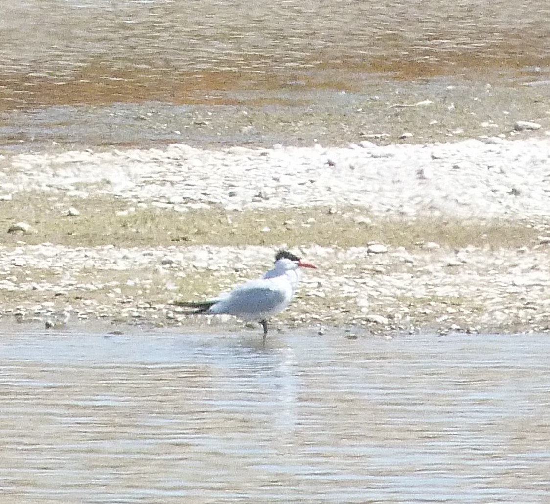 rybák velkozobý - ML639827096