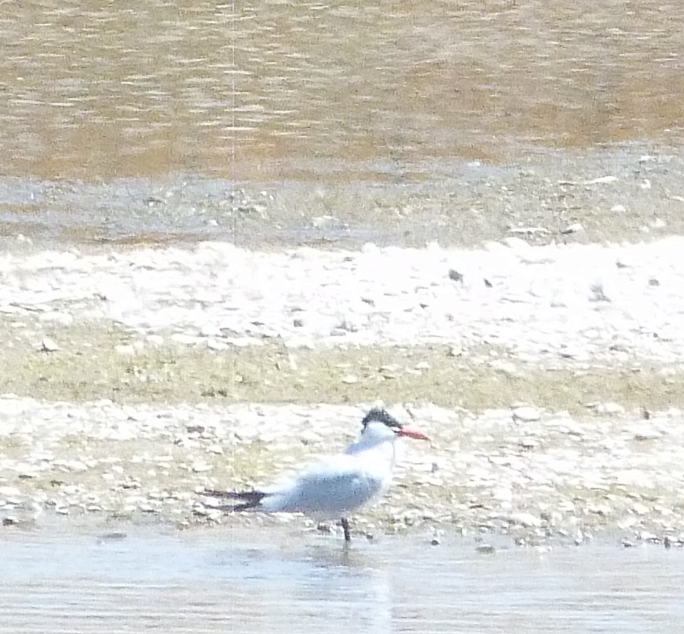 rybák velkozobý - ML639827104