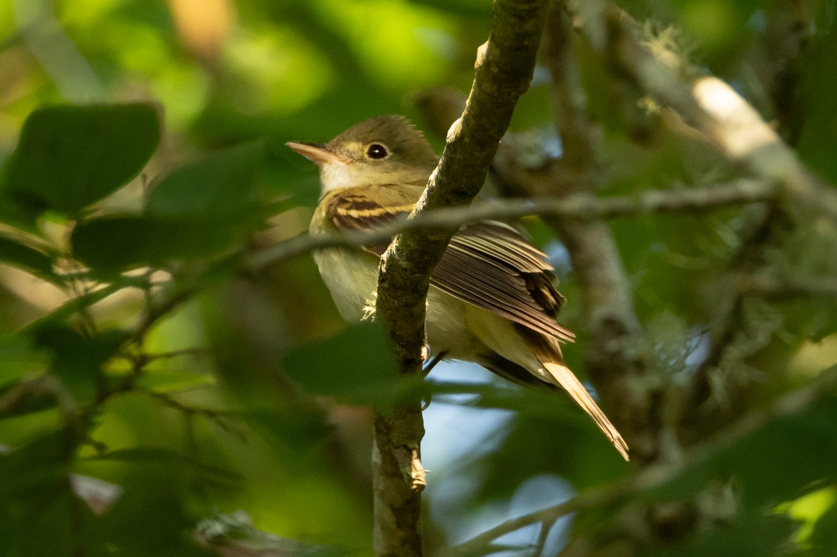 Acadian Flycatcher - ML639827105
