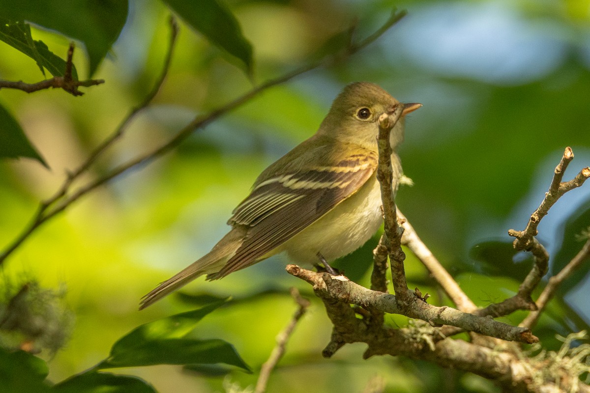 Acadian Flycatcher - ML639827106