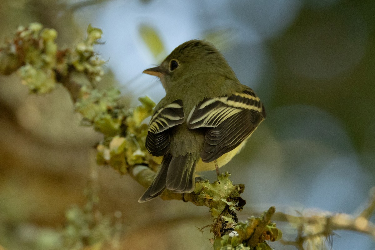 Acadian Flycatcher - ML639827107