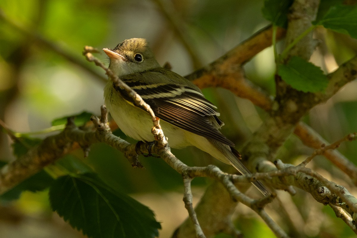 Acadian Flycatcher - ML639827108
