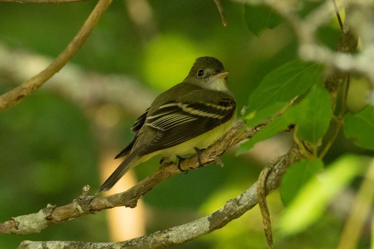 Acadian Flycatcher - ML639827109