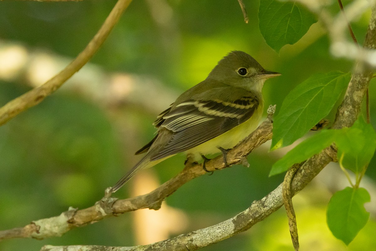 Acadian Flycatcher - ML639827110