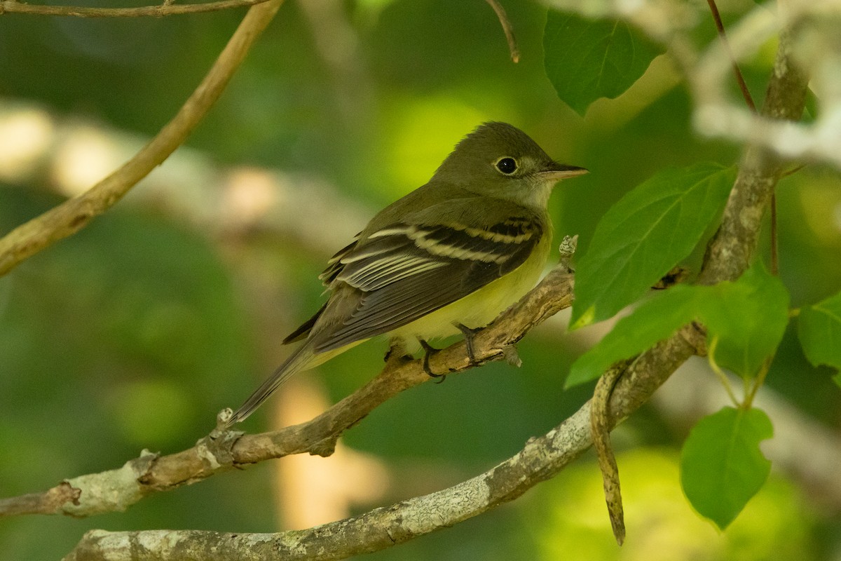 Acadian Flycatcher - ML639827111