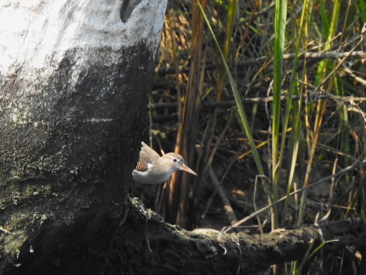 Spotted Sandpiper - ML639827113