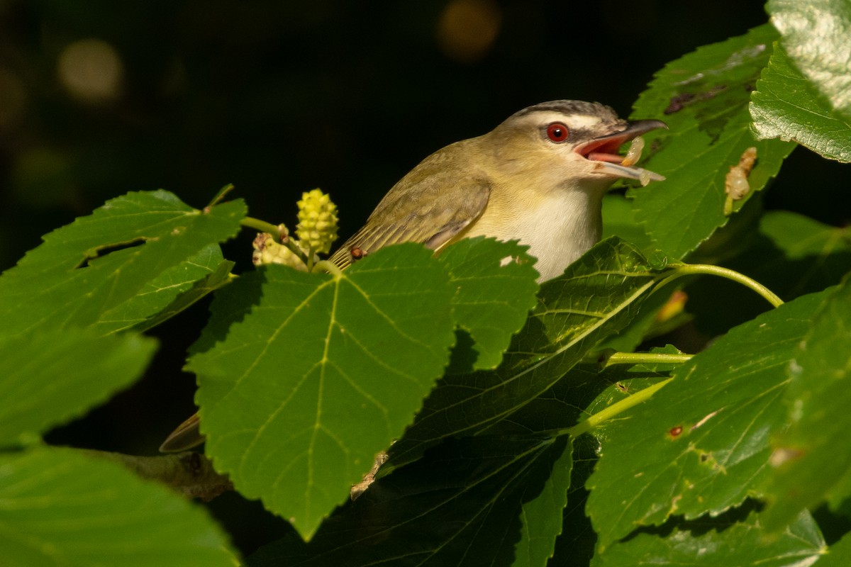 Red-eyed Vireo - ML639827145