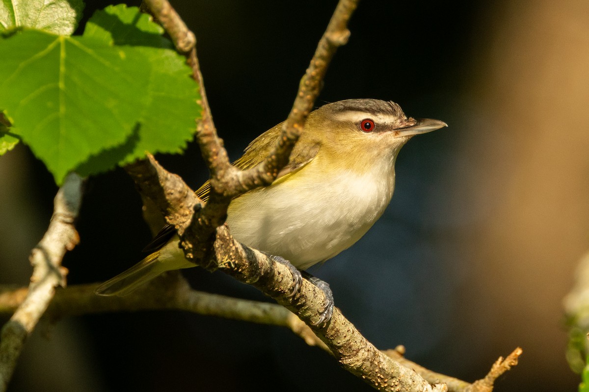 Red-eyed Vireo - ML639827148