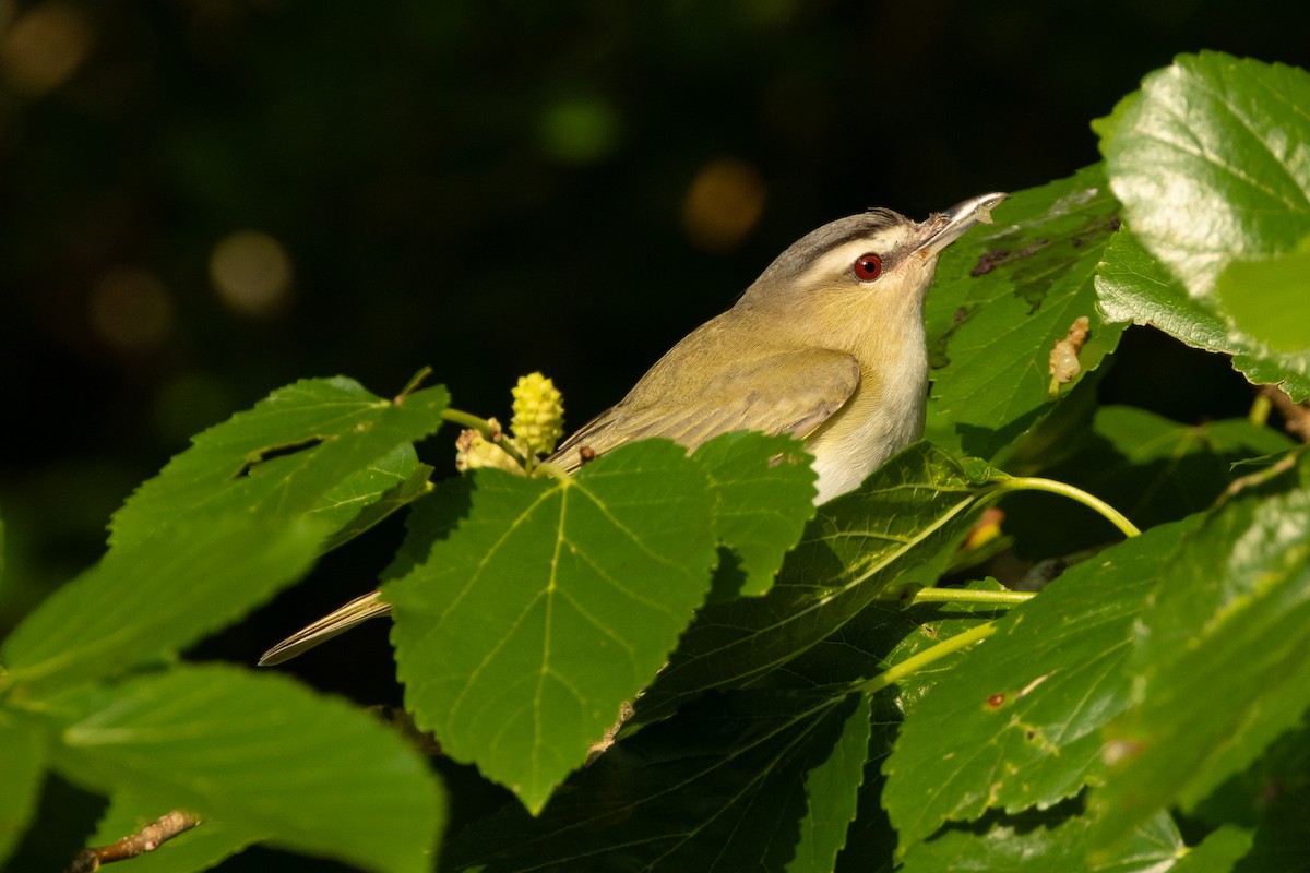 Red-eyed Vireo - ML639827149