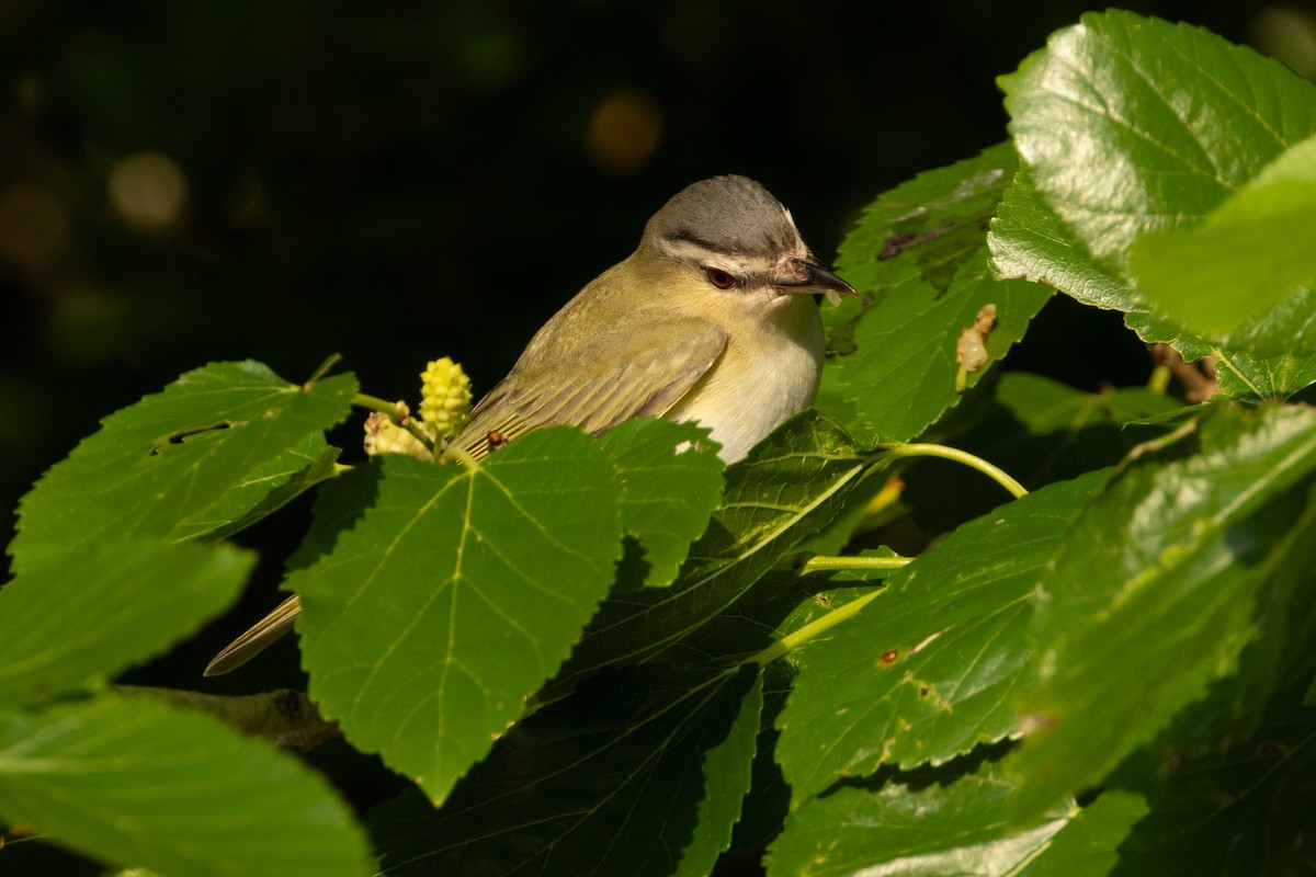 Red-eyed Vireo - ML639827150
