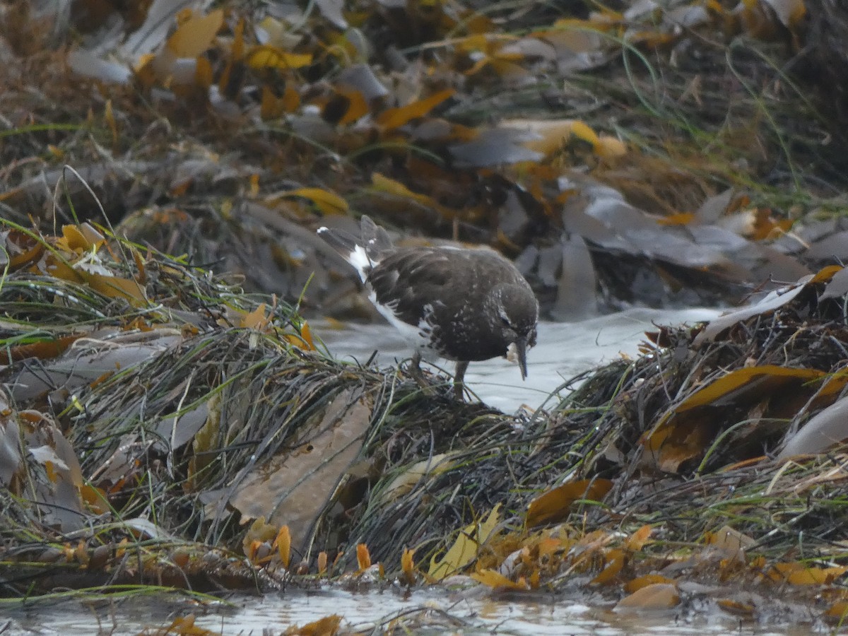 Black Turnstone - ML639827163