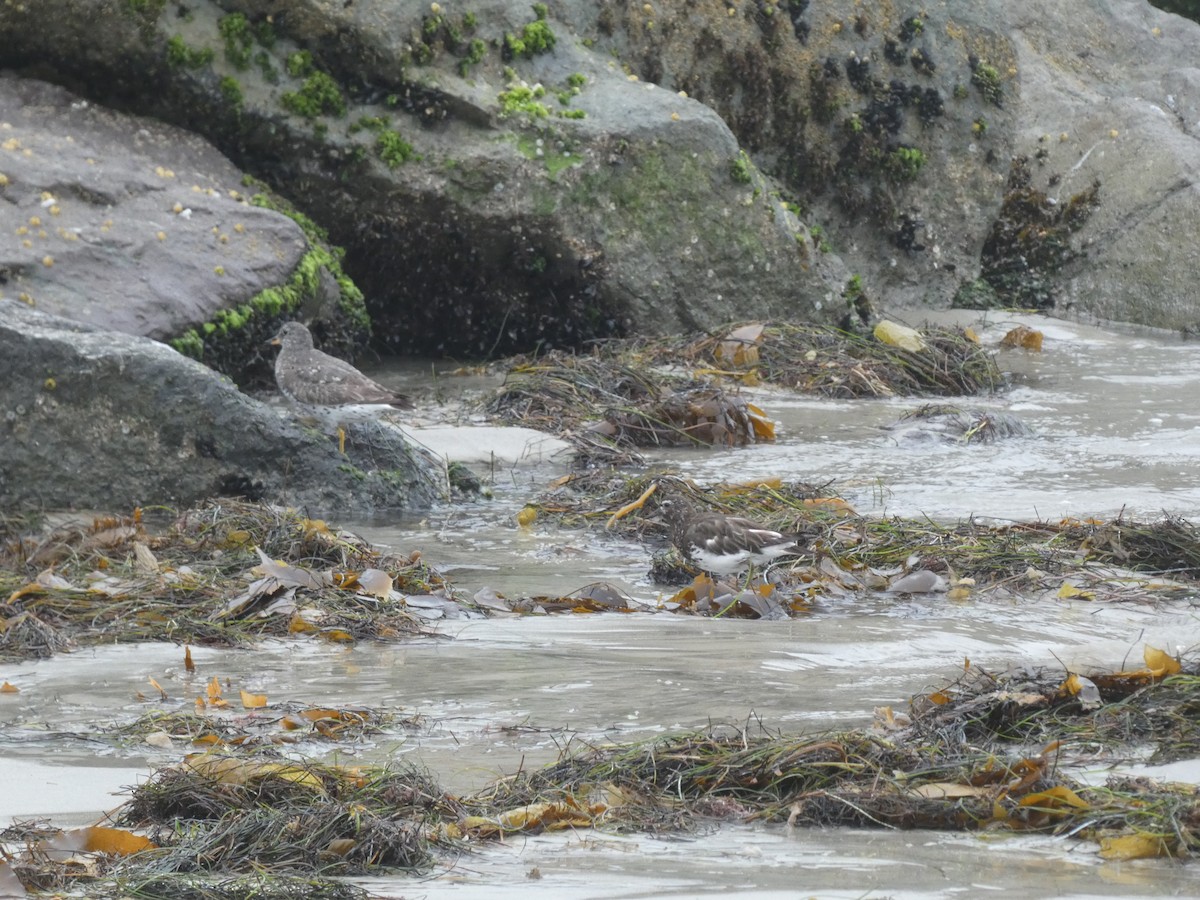 Black Turnstone - ML639827165