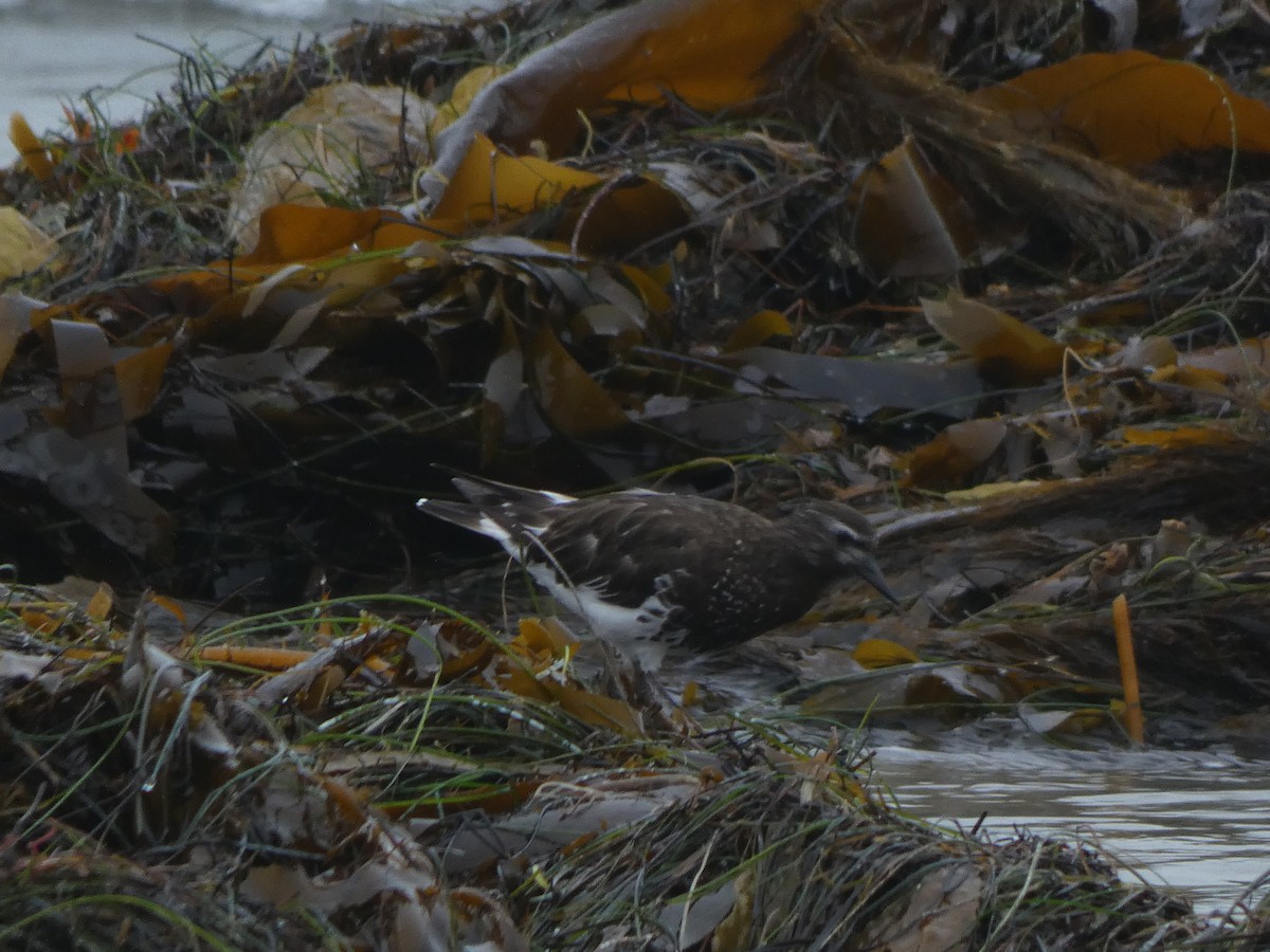 Black Turnstone - ML639827166