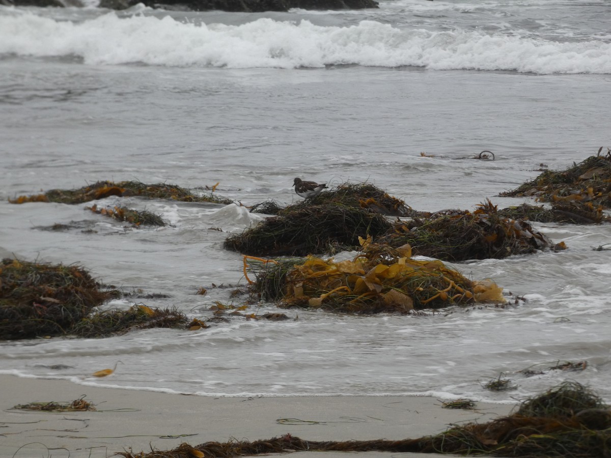 Black Turnstone - ML639827167