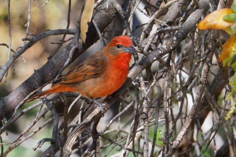 Hepatic Tanager - ML639827185