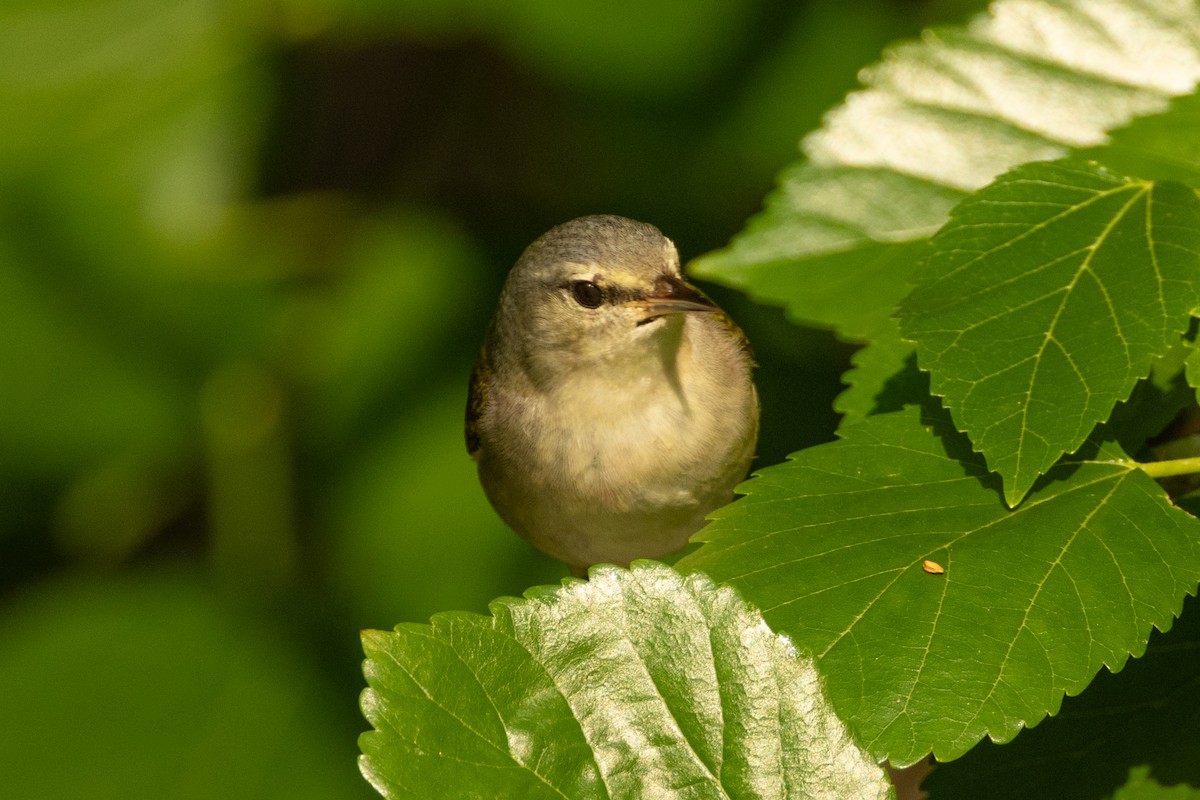 Tennessee Warbler - ML639827190