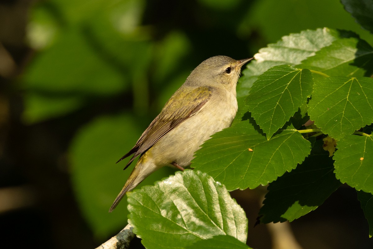 Tennessee Warbler - ML639827192