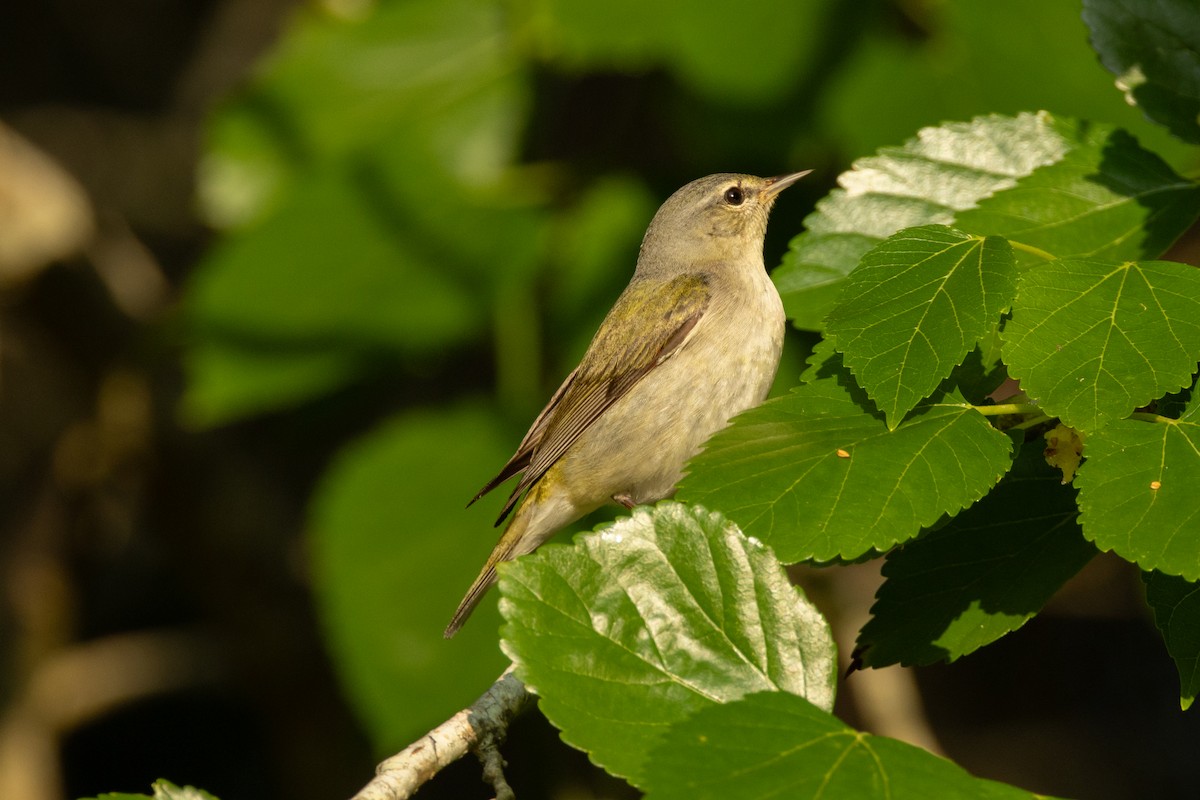 Tennessee Warbler - ML639827193